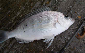 Bream2