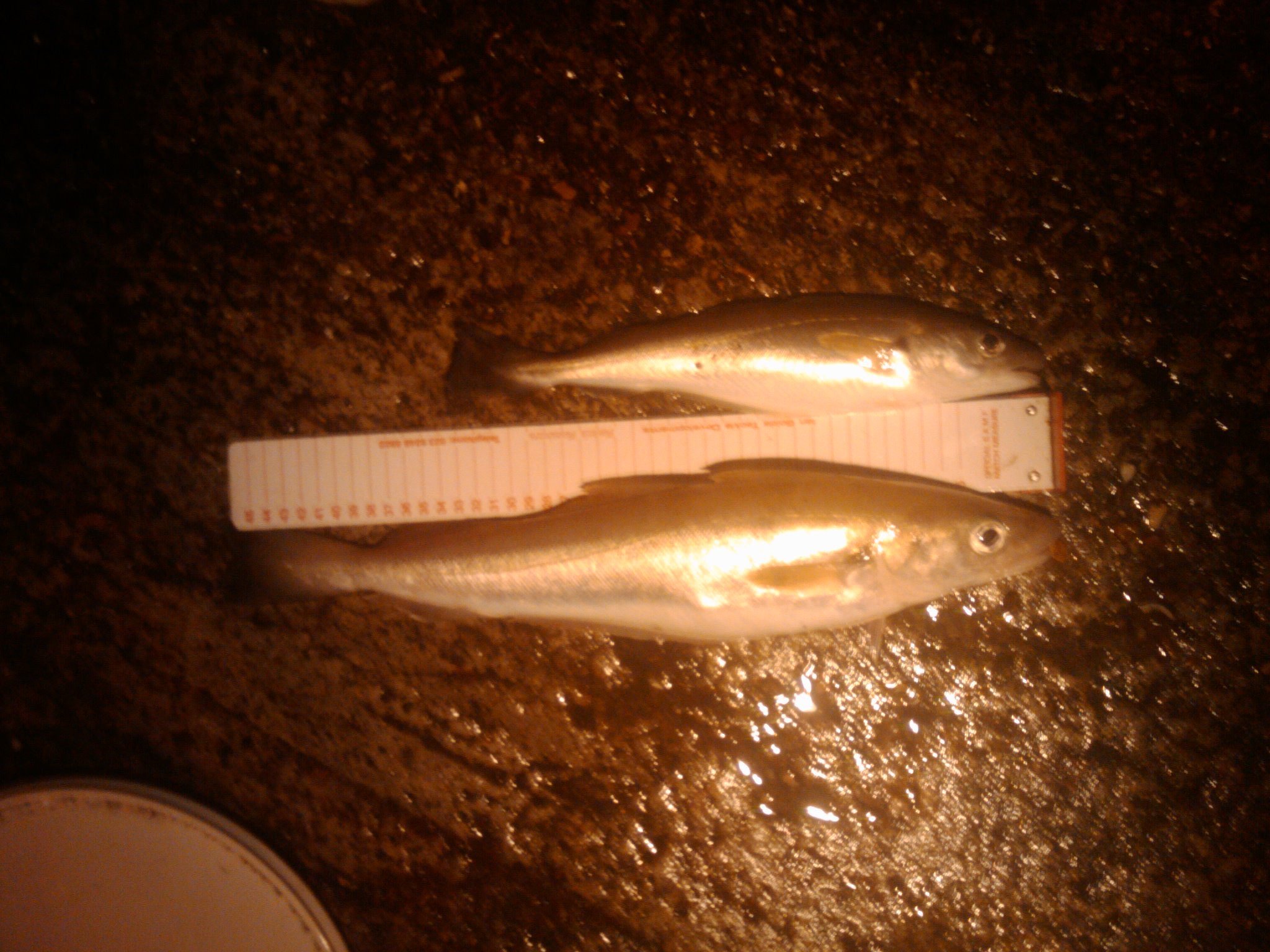 PBwhiting1lb12oz
