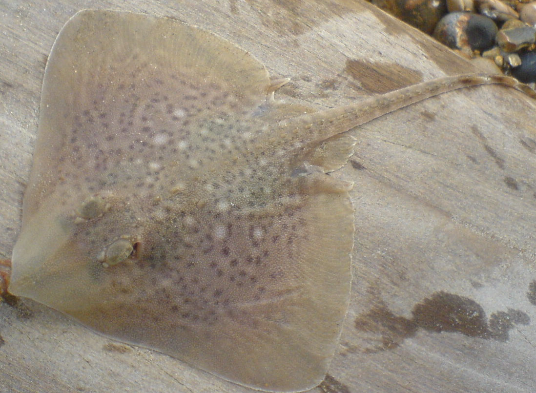 Thornback