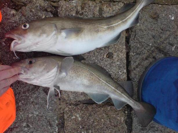 my2codling