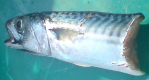 topebite